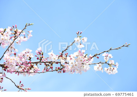 櫻花 69775461
