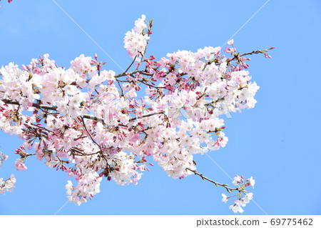 Cherry Blossoms   69775462