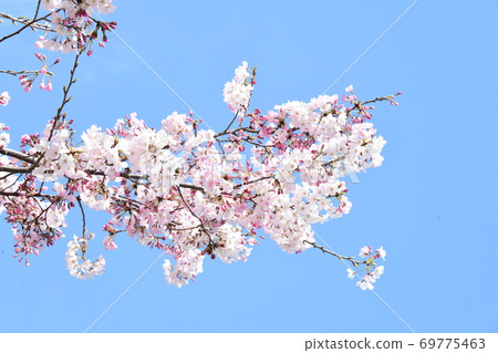 Cherry Blossoms   69775463