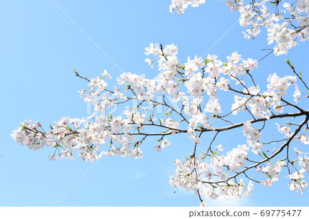 櫻花 櫻花 69775477