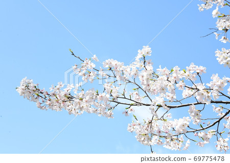 櫻花 櫻花 69775478