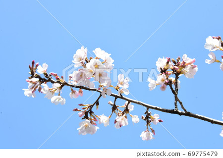 櫻花 櫻花 69775479