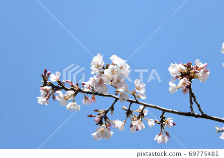 Cherry Blossoms   69775481