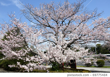 Cherry Blossoms Cherry Blossoms 69775484