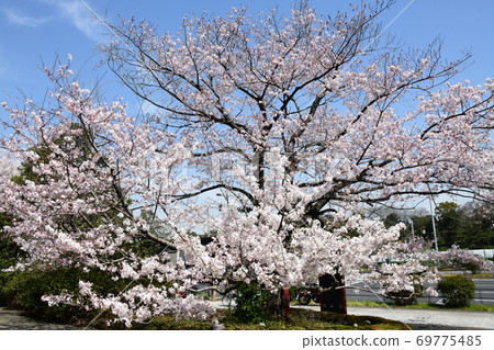 櫻花 69775485