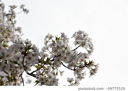 Cherry blossoms Cherry blossoms 69775529