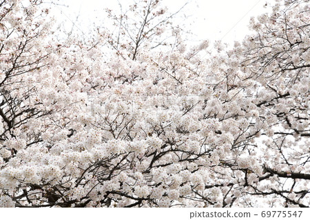 Cherry blossoms 69775547