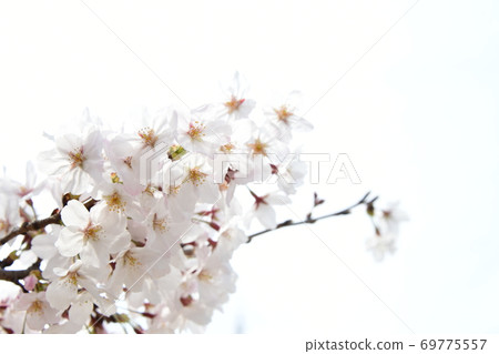 櫻花 69775557