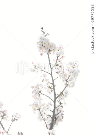 櫻花 69775558
