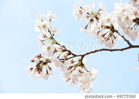 Cherry blossoms Cherry blossoms 69775560