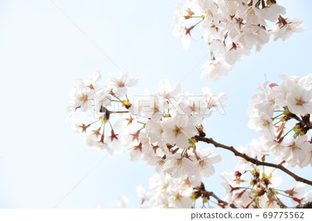 Cherry blossoms 69775562