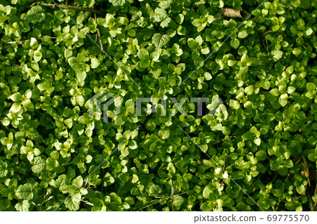 Background with the Green grass Background with the Green grass 69775570