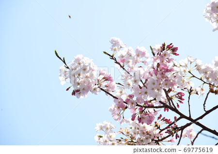 Cherry blossoms Cherry blossoms 69775619
