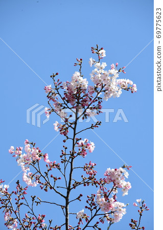 櫻花 69775623