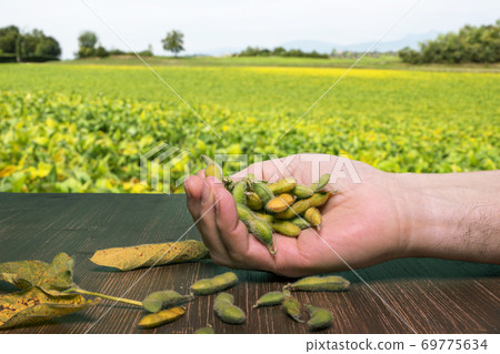 soybean pods on a wooden table soybean pods on a wooden table 69775634