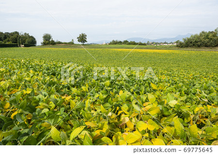 soybean crops soybean crops 69775645