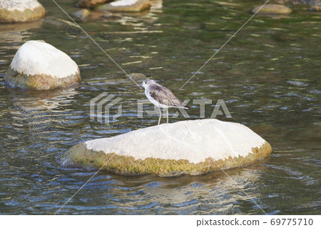一隻水鳥 69775710