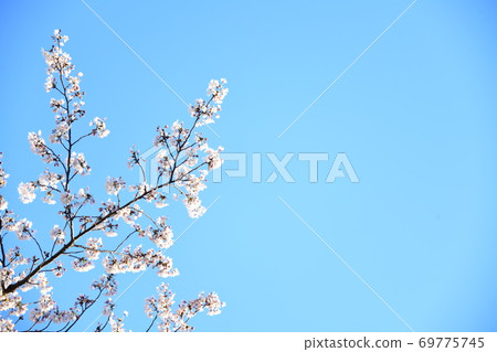 櫻花 櫻花 69775745