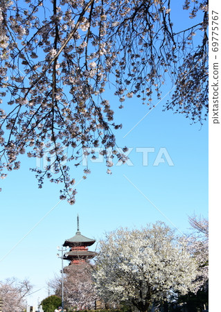 Sakura and five-storied pagoda 69775767