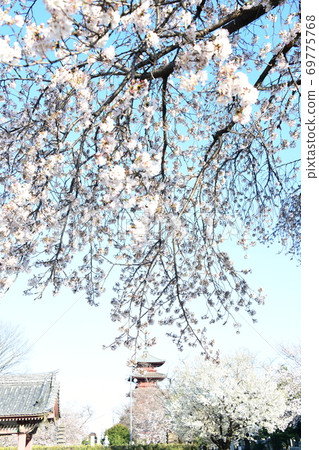 Sakura and five-storied pagoda Sakura and five-storied pagoda 69775768