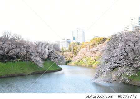 Cherry Blossoms Cherry Blossoms 69775778