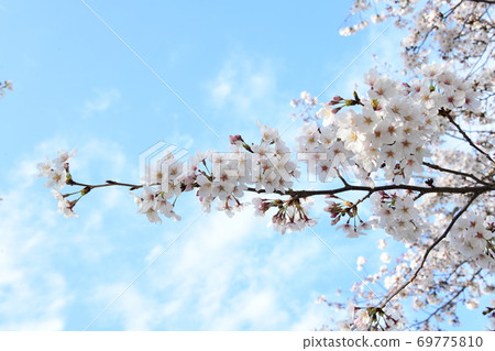 櫻花 69775810
