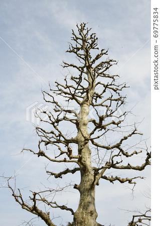 Cherry Blossoms   69775834