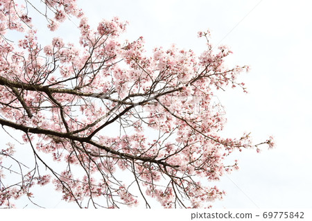 櫻花 69775842