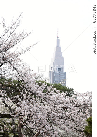 Cherry Blossoms Cherry Blossoms 69775848