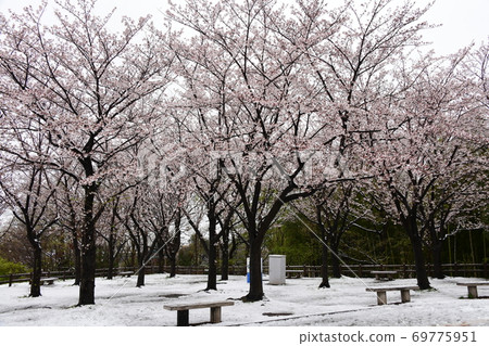 Snow and cherry blossoms 69775951