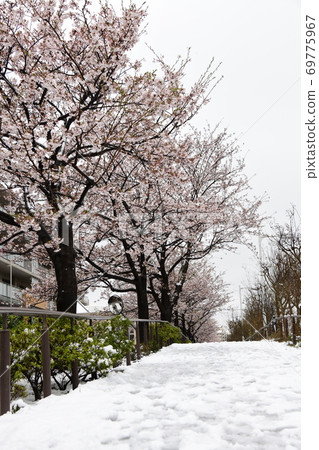 Snow and cherry blossoms Snow and cherry blossoms 69775967