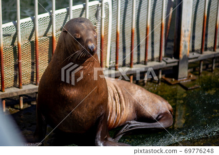 Otaru Aquarium Todo 69776248