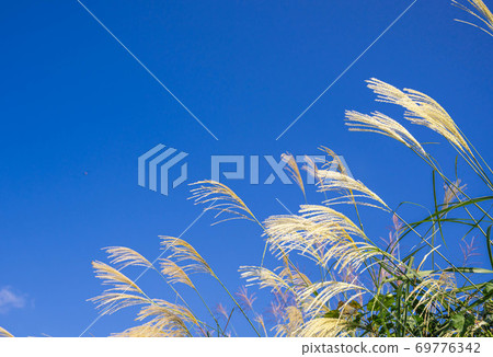 Blue sky and susukinohi 69776342