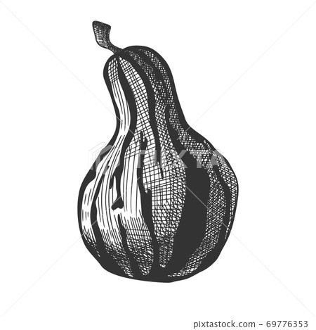 Hand drawn pumpkin isolated on white background. - Stock Illustration ...