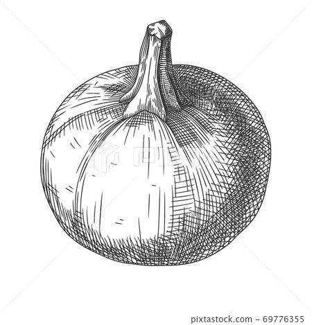 Hand drawn pumpkin isolated on white background. - Stock Illustration ...