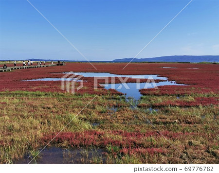 Lake Notoro coral grass community (in Ubaranai, Abashiri City, Hokkaido) Lake Notoro coral grass community (in Ubaranai, Abashiri City, Hokkaido) 69776782