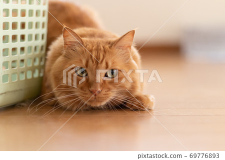 Aiming cat, tea tabby cat Aiming cat, tea tabby cat 69776893