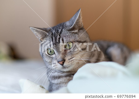 Staring cat, Sabatra cat Staring cat, Sabatra cat 69776894