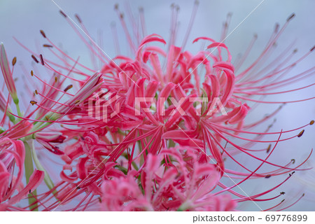 Cluster amaryllis 69776899