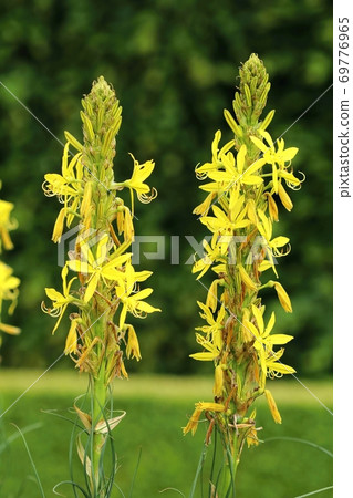 Yellow flower Asphodeline lutea in blossom 69776965