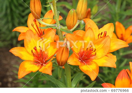 Orange tiger lily Lilium bulbiferum 69776966