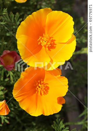 Golden poppy Eschscholzia californica in blossom 69776971