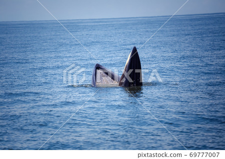 bryde's whale watching in gulf of thailand bryde's whale watching in gulf of thailand 69777007