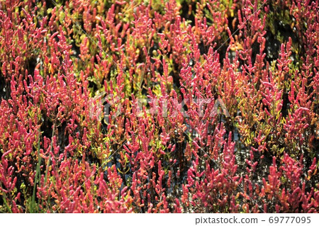 珊瑚草(北海道有里市宇原市) 珊瑚草(北海道有里市宇原市) 69777095