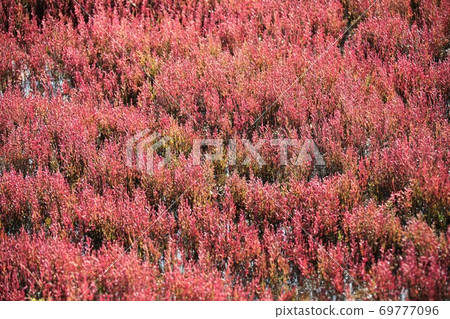Coral grass (in Ubaranai, Abashiri City, Hokkaido) Coral grass (in Ubaranai, Abashiri City, Hokkaido) 69777096