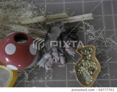 10 days after birth, with mom, baby Jungarian hamster, breastfeeding 69777701