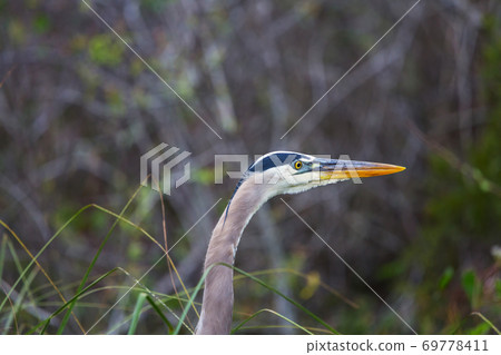 Blue heron 69778411