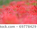 Cluster of cluster amaryllis 69778429