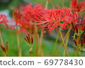 Cluster of cluster amaryllis 69778430