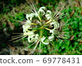 White cluster amaryllis 69778431